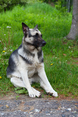 dog black and grey color sitting on the grass