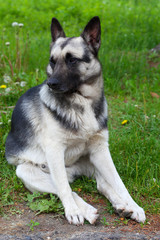 dog black and grey color sitting on the grass