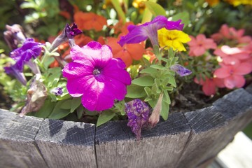 Petunias