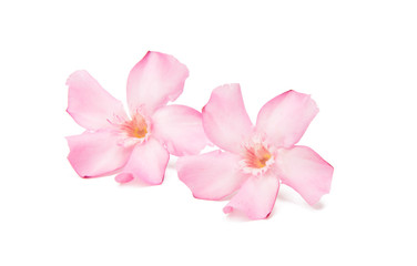 Fototapeta na wymiar Pink oleander flower isolated