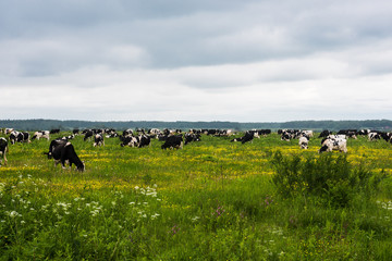 A herd of cows grazing in a meadow.