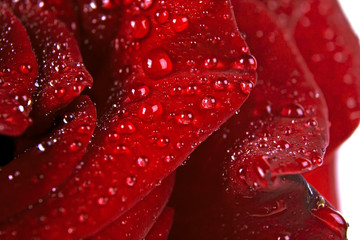 Red rose in water drops. Macro image, selective focus.