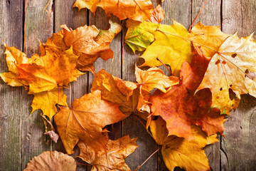 Obraz premium Yellow autumn leaves of a maple on boards