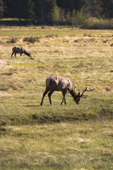 Elk at Rocky Mountain National Park