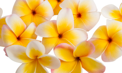 frangipani flower isolated