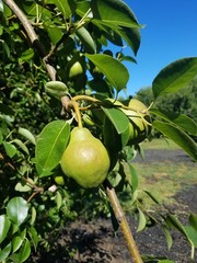 Green Pears on tree