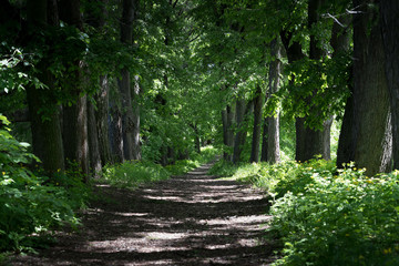 Walkway Lane Path With Green Trees in Forest. Beautiful Alley In Park. Pathway Way Through Dark Forest