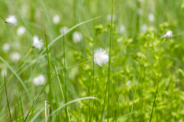 wild white flowers on the meadow. Erióphorum/ cotton grass