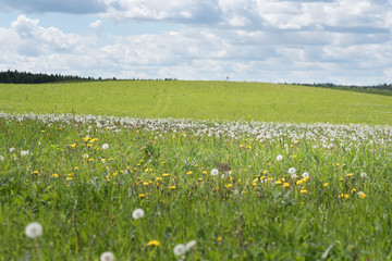 field of grass and perfect sky