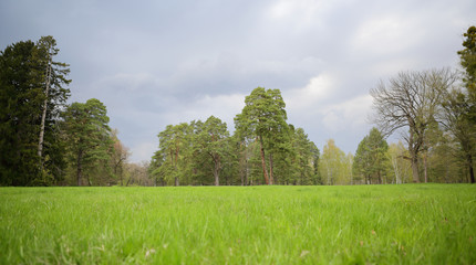 Fresh beautiful green field grass and forest, landscape, natural background