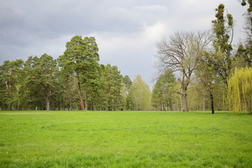 Fresh nature forest, landscape, natural background