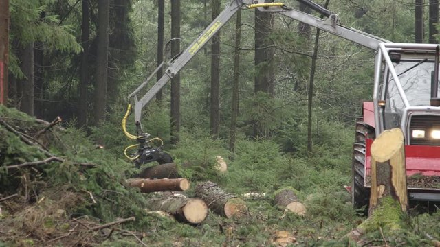 SLOW MOTION, CLOSE UP, DOF: Claw putting pile of delimbed cut logs and tree trunks on the stacked tractor in dense overgrown forest. Forwarder loading harvest for the transportation to sawmill