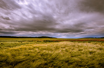 Field full of wheat in dark sky.
