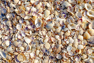 viele Muscheln am Strand