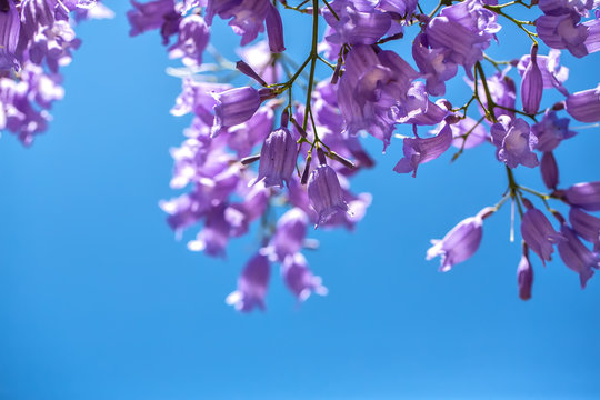 Flowering jakaranda branches on the sky background. Macro