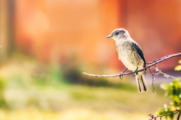 Patagonian bird on a small twig