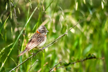 Patagonian bird sitting on a twig