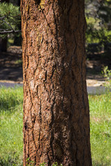Redwood tree detail in Rocky Mountain National Park