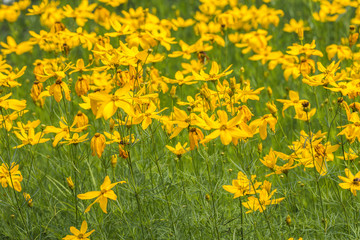 Spring meadow dotted with yellow flowers.