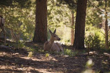 Deer at Rocky Mountain National Park