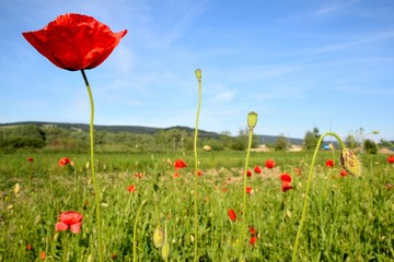 Poppy field with red poppies ripening macaws and blue sky