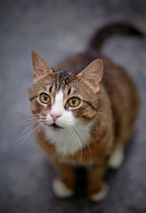 Striped cat photographed from above