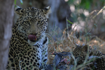 Leopard