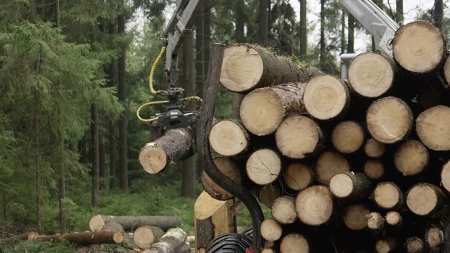 SLOW MOTION CLOSE UP, DOF: Claw lifting and putting delimbed cut tree trunk on the pile of logs on stacked tractor collecting the harvest. Forwarder loading cargo for the transportation to the sawmill