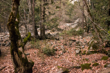Photo of forest floor covered in autumn leaves, Yosemite National Park, California, CA