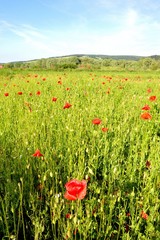 Poppy field with red poppies ripening macaws and blue sky