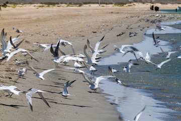 Sandwich terns (Thalasseus sandvicensis) and royal terns (Thalasseus maximus) at a beach at La Guajira peninsula, Colombia
