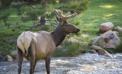 Elk at Rocky Mountain National Park