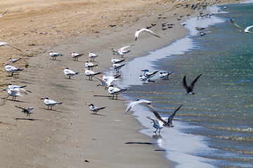 Fototapeta premium Sandwich terns (Thalasseus sandvicensis) and royal terns (Thalasseus maximus) at a beach at La Guajira peninsula, Colombia
