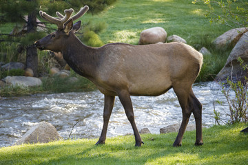 Elk at Rocky Mountain National Park