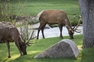 Elk at Rocky Mountain National Park