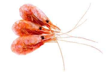 Shrimp isolated