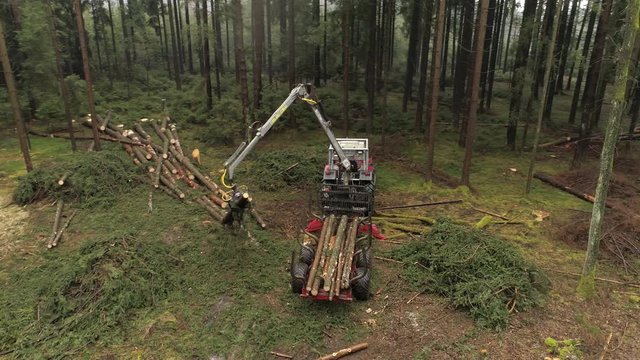 AERIAL, CLOSE UP: Flying above logging truck putting pile of delimbed cut logs and tree trunks on stacked tractor in dense overgrown forest. Forwarder loading harvest for the transportation to sawmill