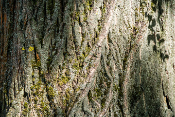 Tree bark close up