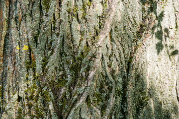 Tree bark close up