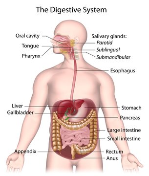 Digestive system labeled