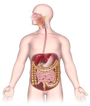 Human digestive system unlabeled