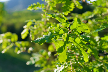 Fototapeta na wymiar Oak green leaves closeup in spring morning