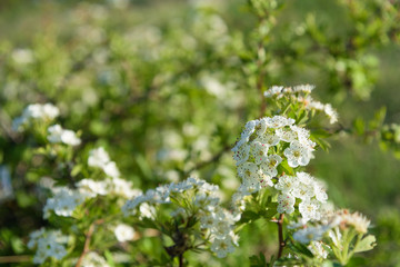 White flowers on a bush closeup
