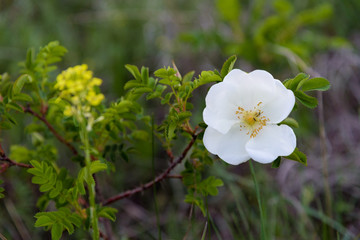 Obraz na płótnie Canvas Wild white Rose closeup