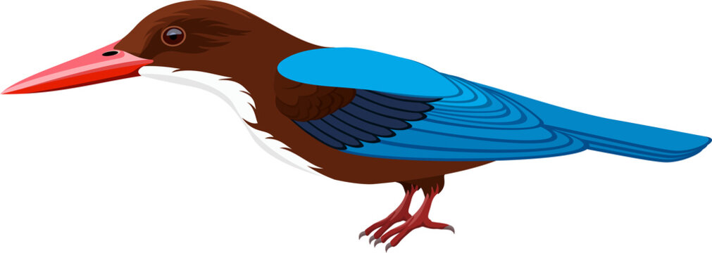 vector white-throated kingfisher