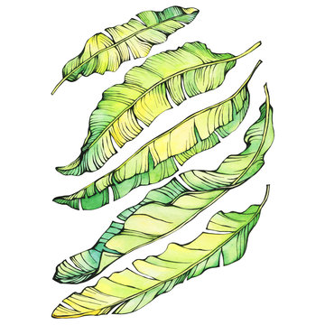 watercolor banana leaves on white background clip art preview