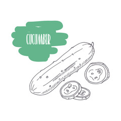 Hand drawn cucumber isolated on white. Sketch style vegetables with slices for market, kitchen or food package design