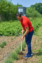 Farmer working on lavender field
