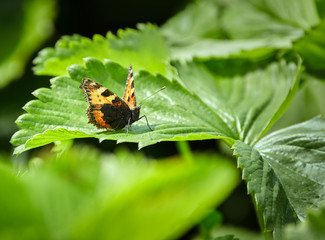 Butterfly on a strawberry leaf