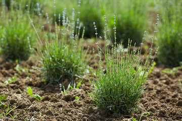 Lavender in a garden